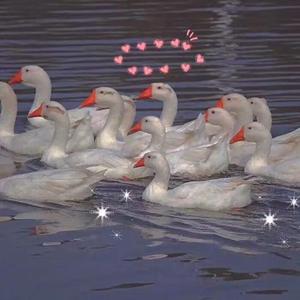 四川BBB搡BBB搡多人刮
